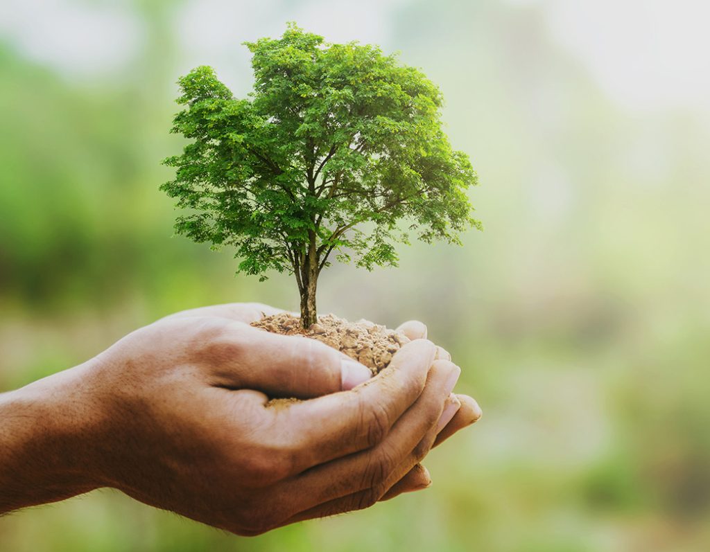 Giornata nazionale degli alberi